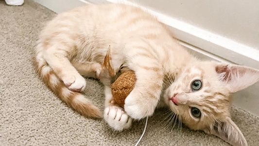 The Benefits of Cat Toys: Why Your Feline Friend Needs Them